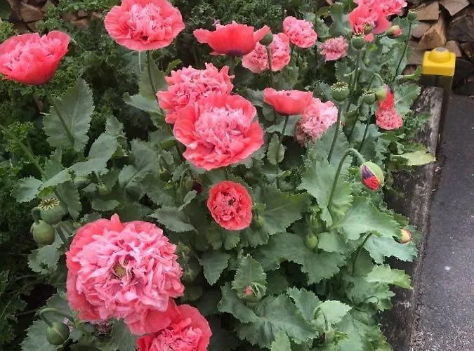 Проживание в семье Havnegade 70, Nexo, Bornholm